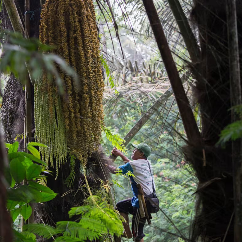 A harvester scaling an arenga pinnata tree